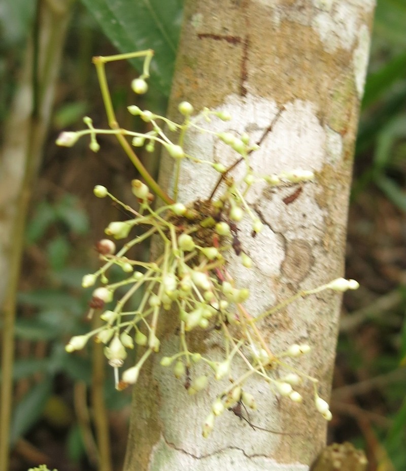 Miconia virgata