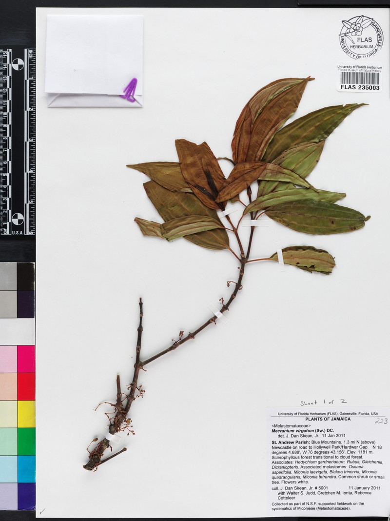Miconia virgata photo 2