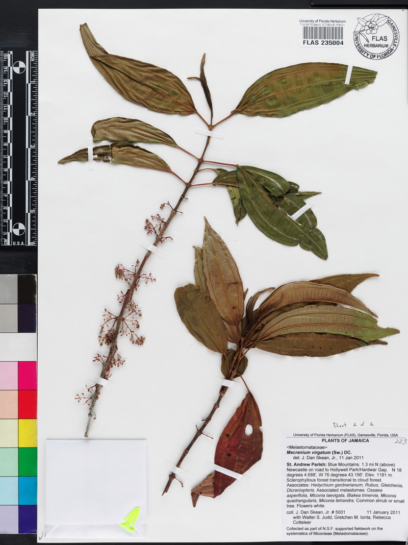 Miconia virgata photo 3