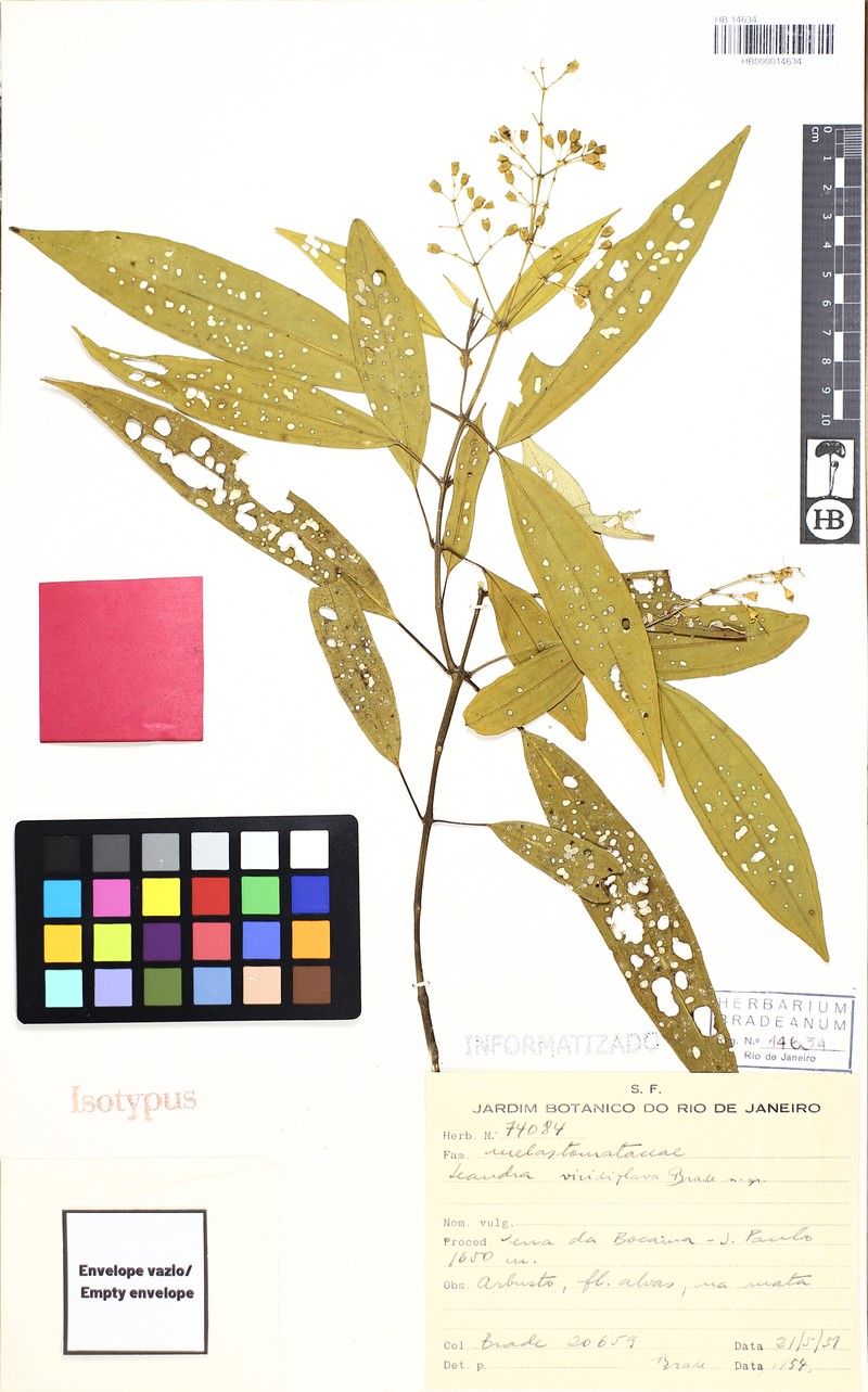 Miconia viridiflava
