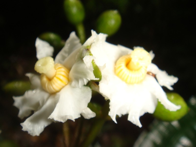 Miconia volcanalis