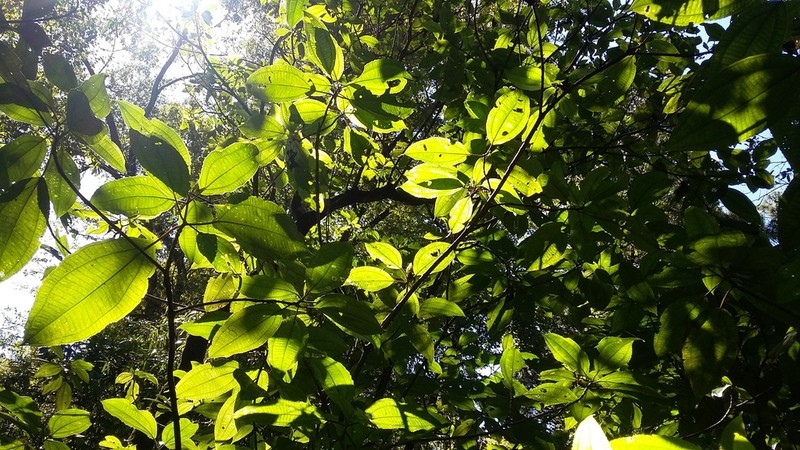 Miconia volcanalis photo 2
