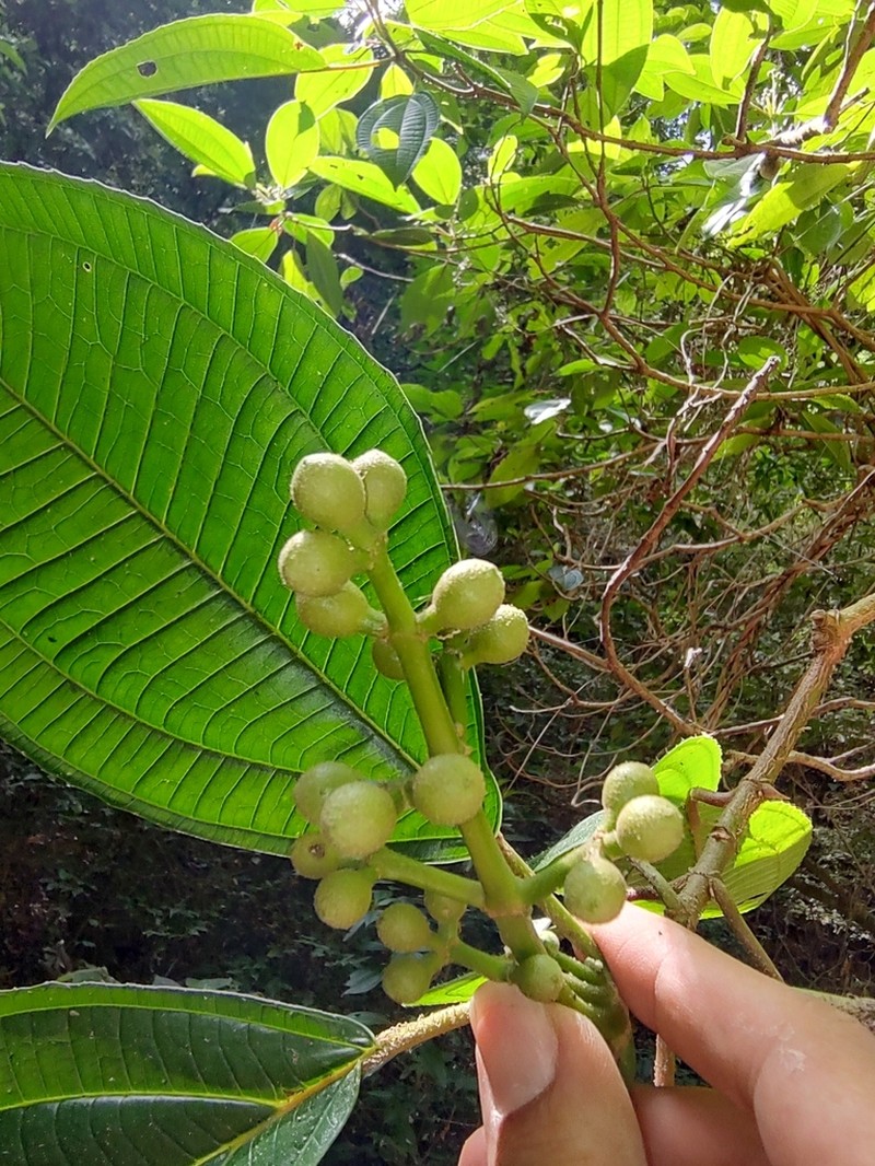 Miconia volcanalis photo 3