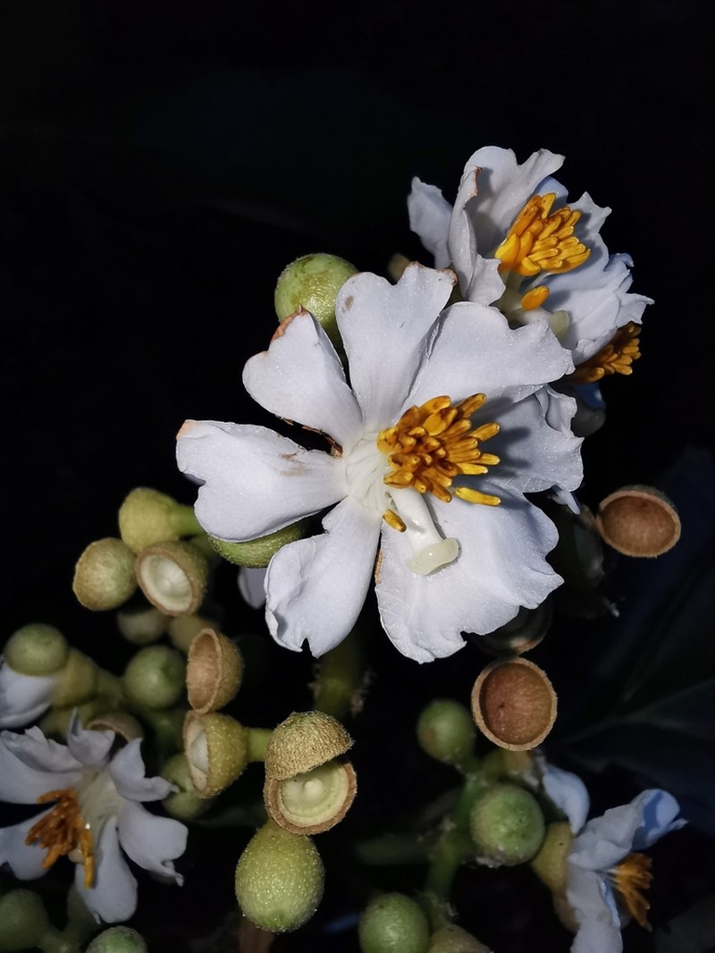 Miconia volcanalis photo 4