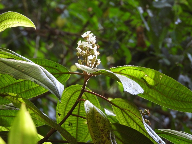 Miconia volcanalis photo 5