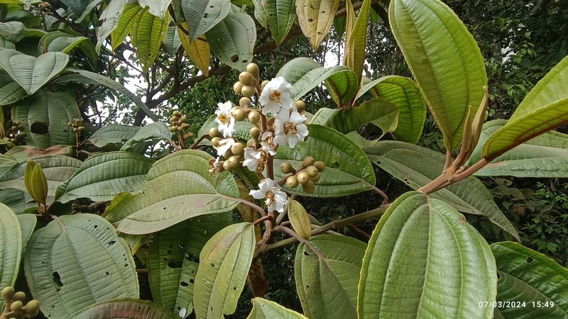 Miconia volcanalis photo 6