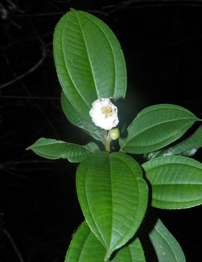 Miconia volcanalis photo 7