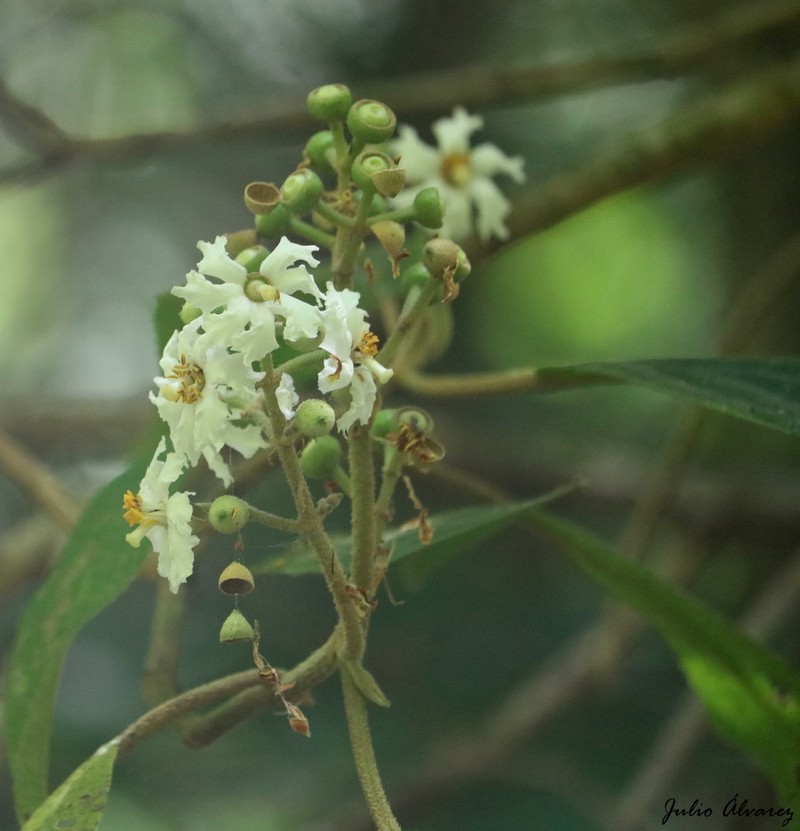 Miconia volcanalis photo 8