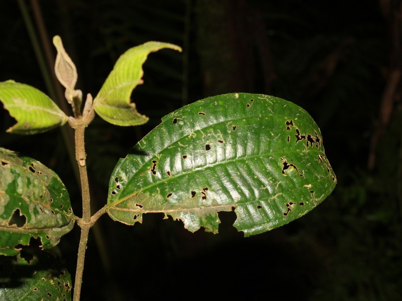 Miconia vulcanicola