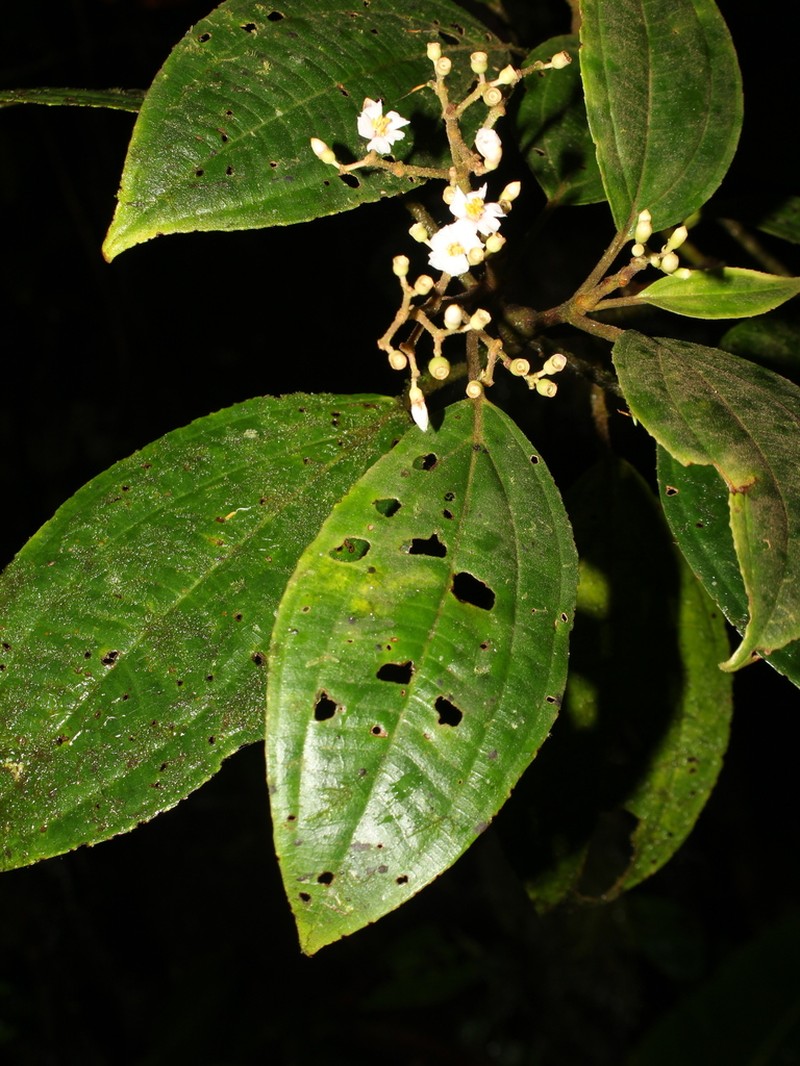 Miconia vulcanicola photo 2