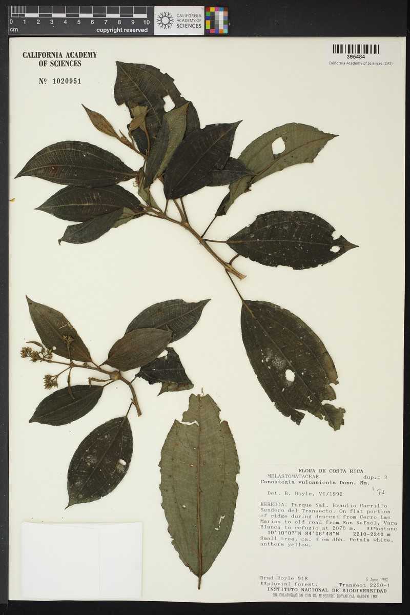 Miconia vulcanicola photo 3