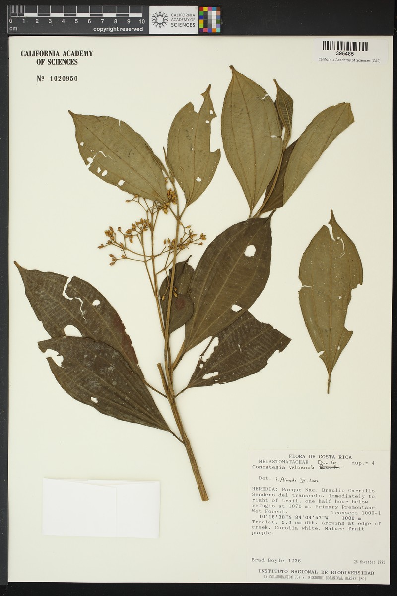 Miconia vulcanicola photo 4