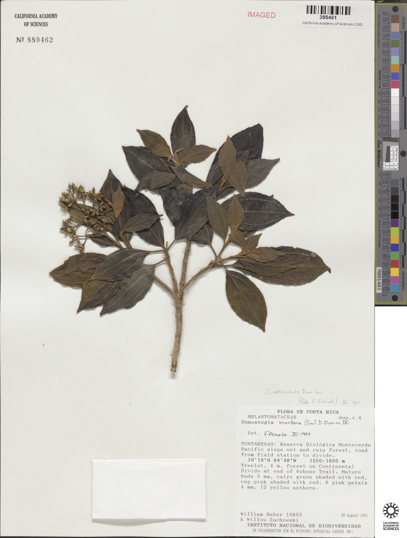 Miconia vulcanicola photo 5