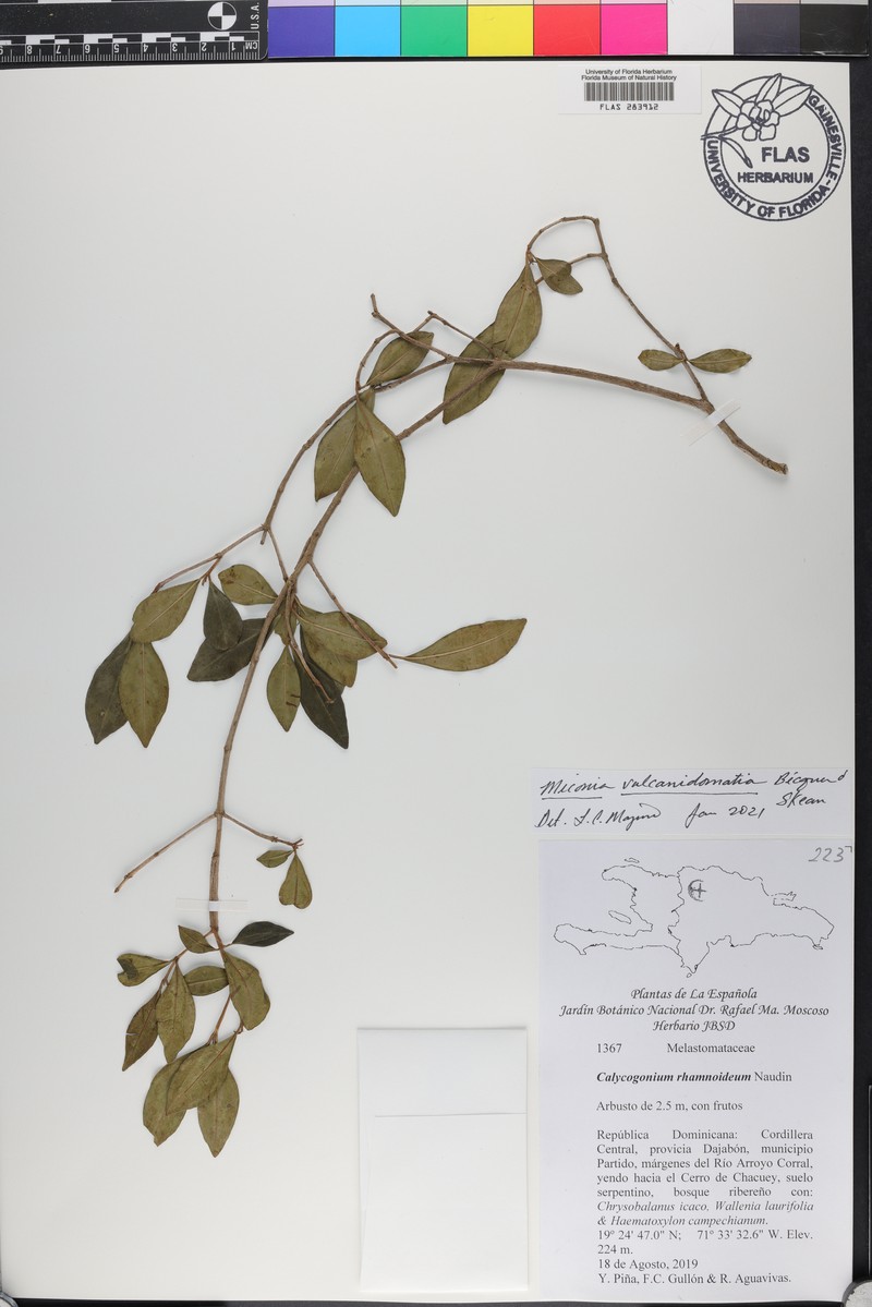Miconia vulcanidomatia