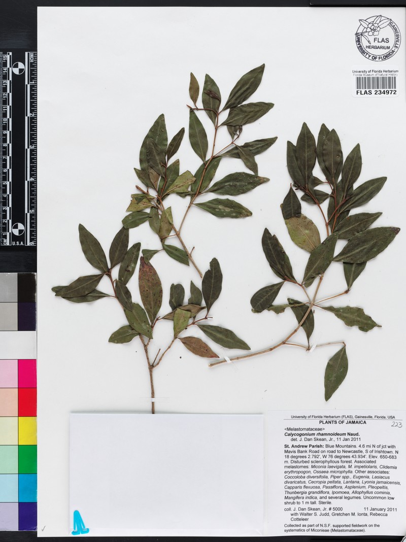 Miconia vulcanidomatia photo 2