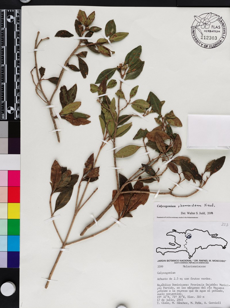 Miconia vulcanidomatia photo 3