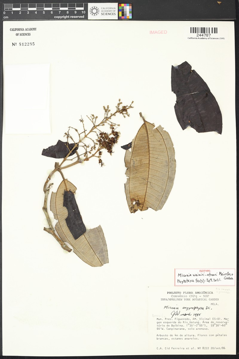 Miconia waimiri-atroari photo 4