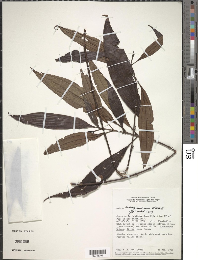 Miconia williamandersonii