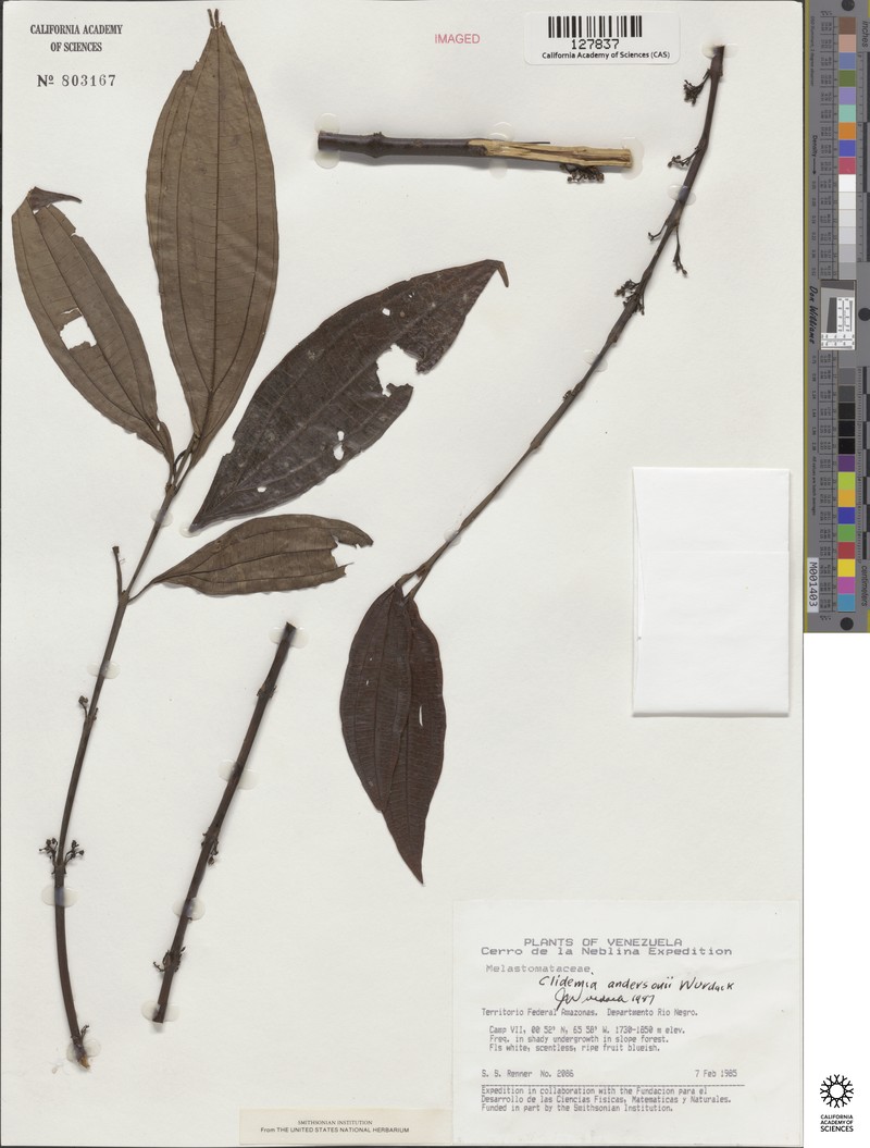 Miconia williamandersonii photo 2