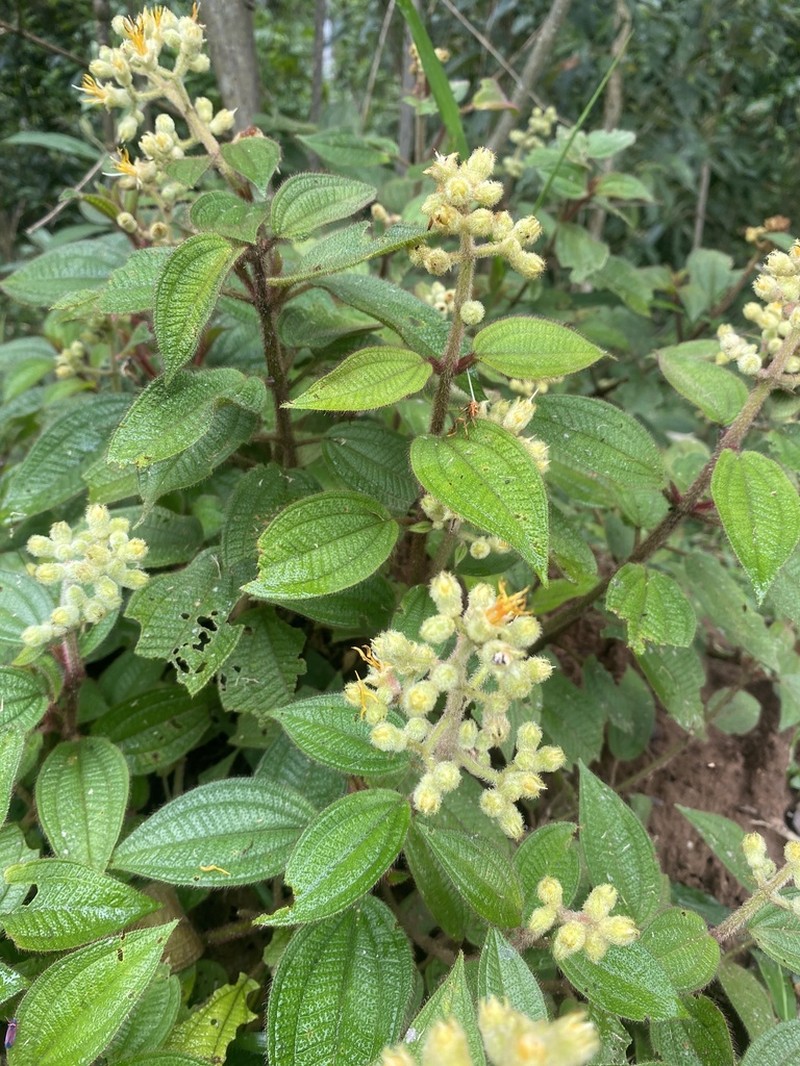 Miconia xanthocoma