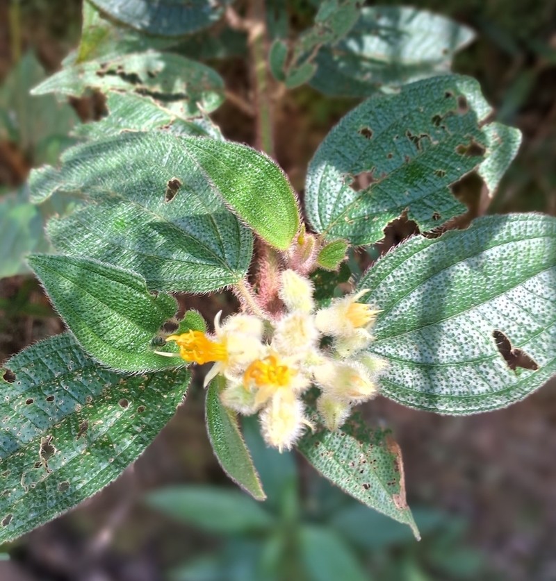 Miconia xanthocoma photo 2