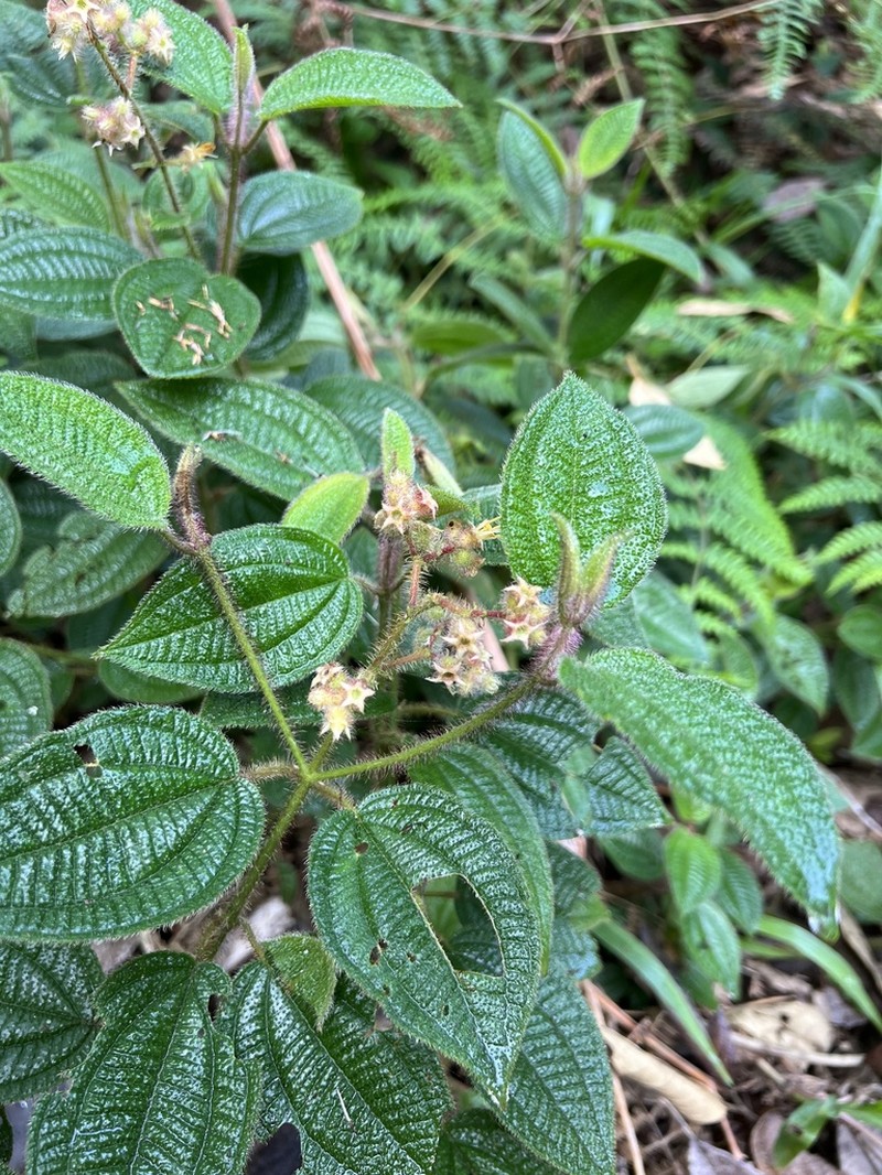 Miconia xanthocoma photo 3