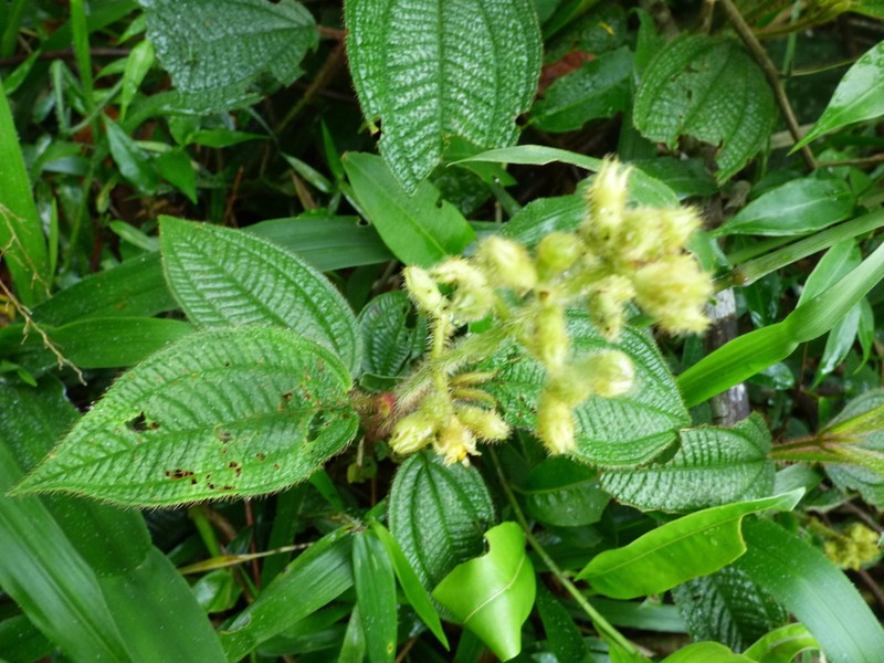 Miconia xanthocoma photo 4