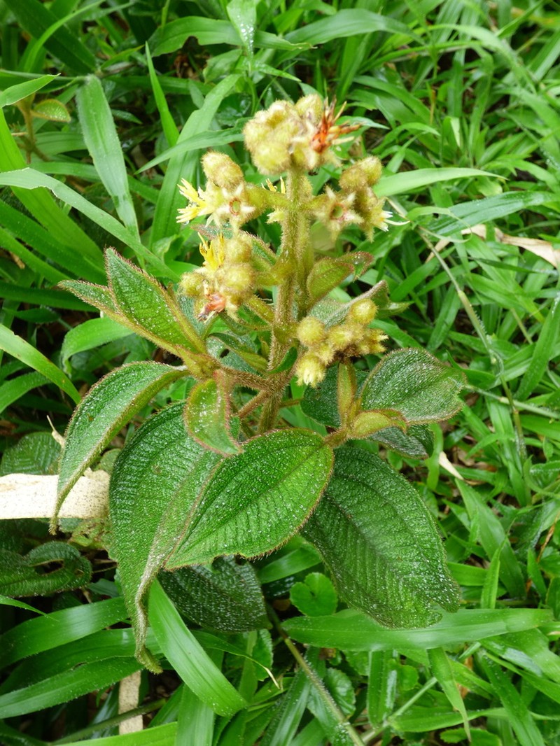Miconia xanthocoma photo 5