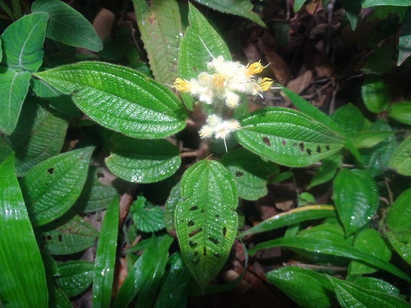 Miconia xanthocoma photo 6