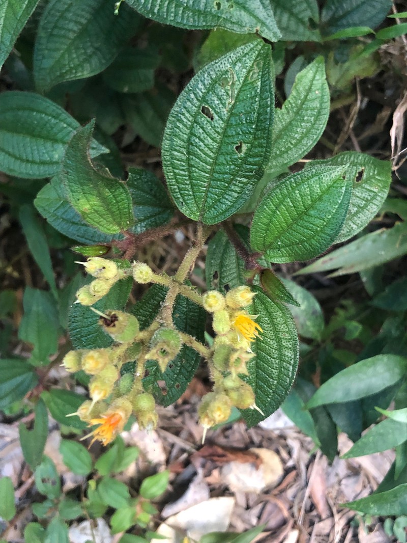 Miconia xanthocoma photo 8