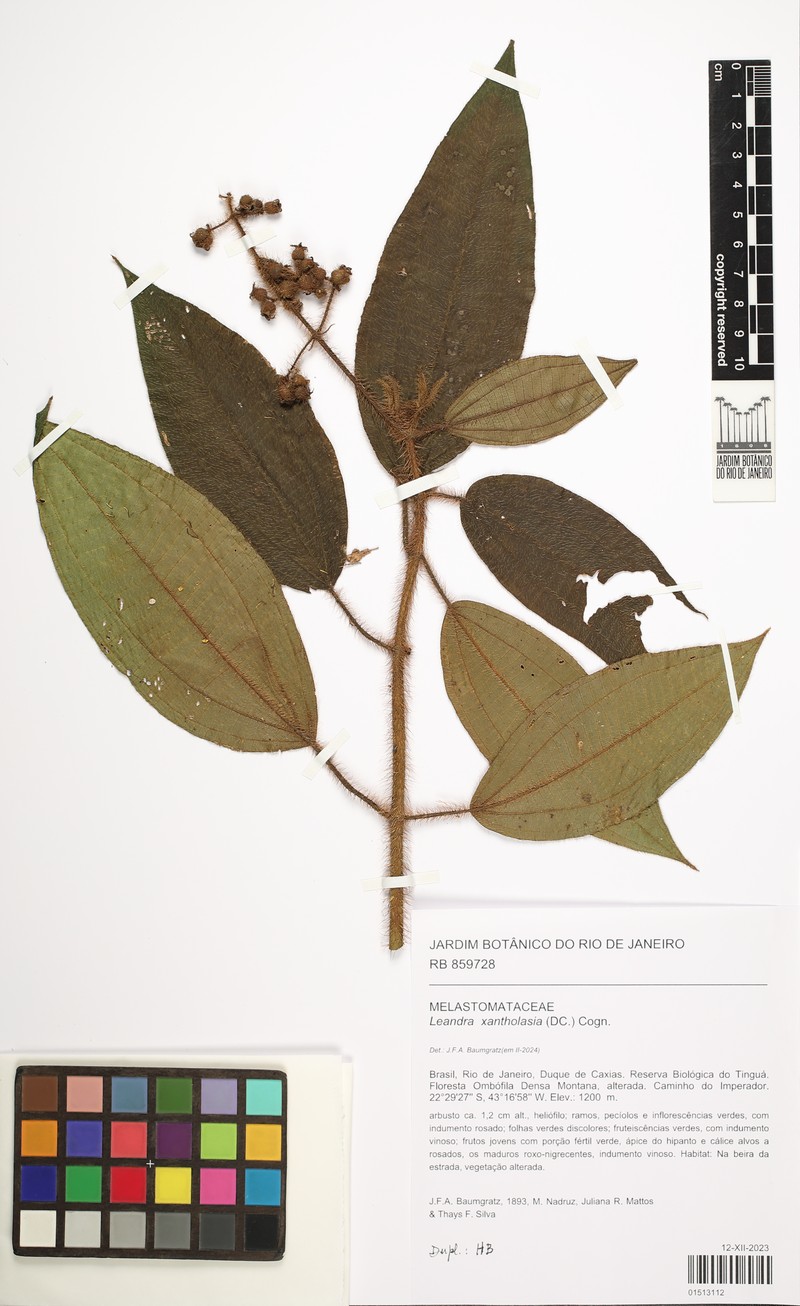Miconia xantholasia