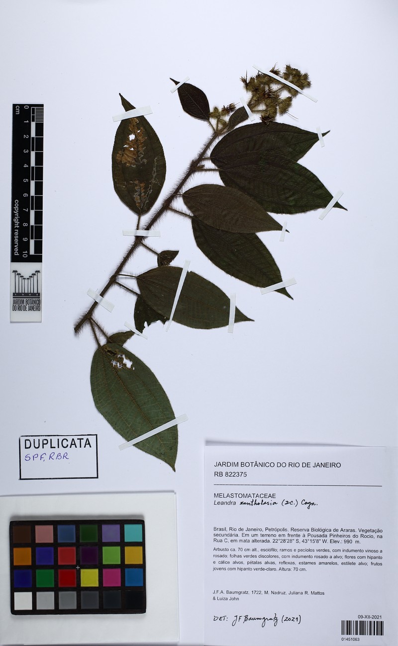 Miconia xantholasia photo 2
