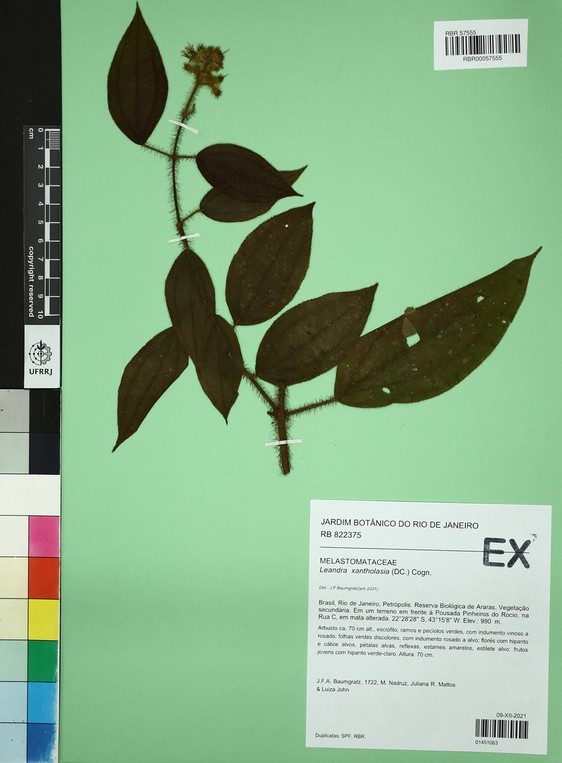 Miconia xantholasia photo 3
