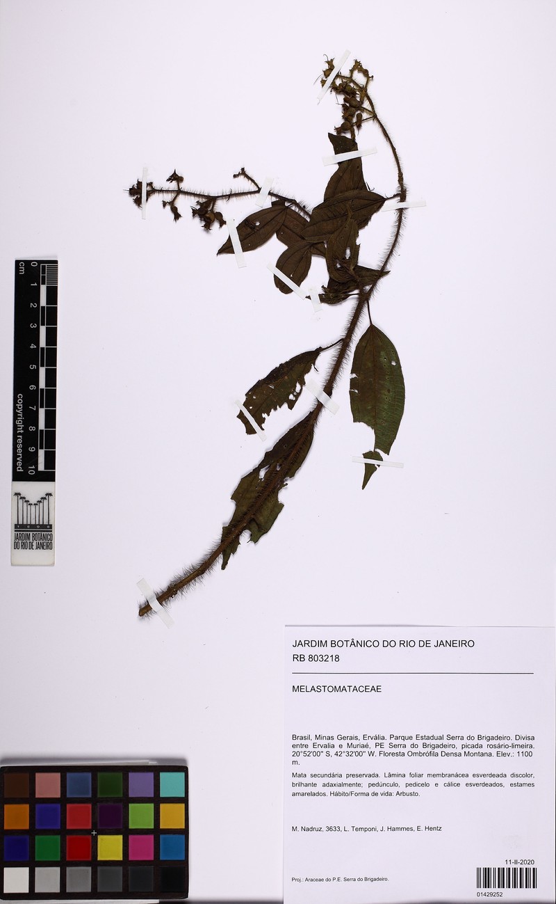 Miconia xantholasia photo 4
