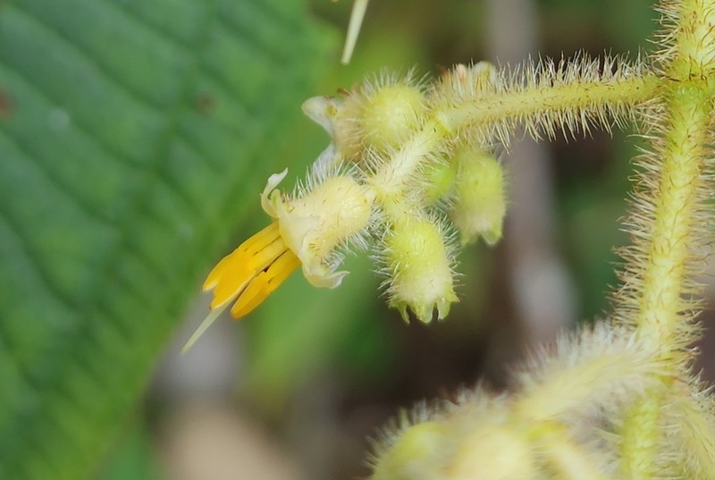 Miconia xanthostachya