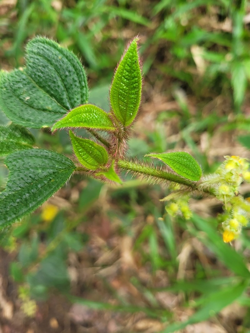 Miconia xanthostachya photo 3
