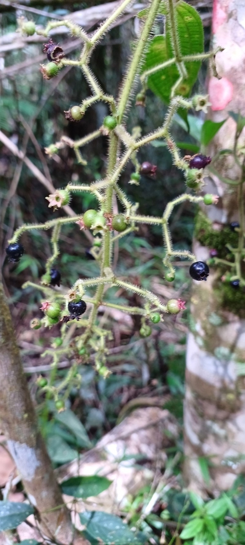 Miconia xanthostachya photo 4