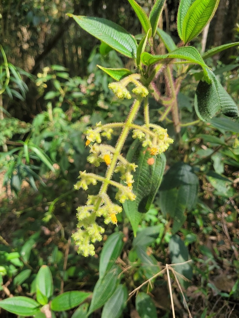 Miconia xanthostachya photo 5