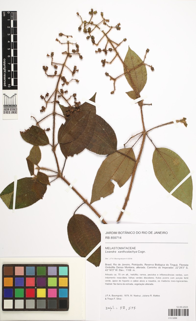 Miconia xanthostachya photo 6