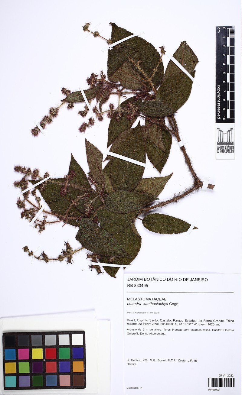 Miconia xanthostachya photo 7