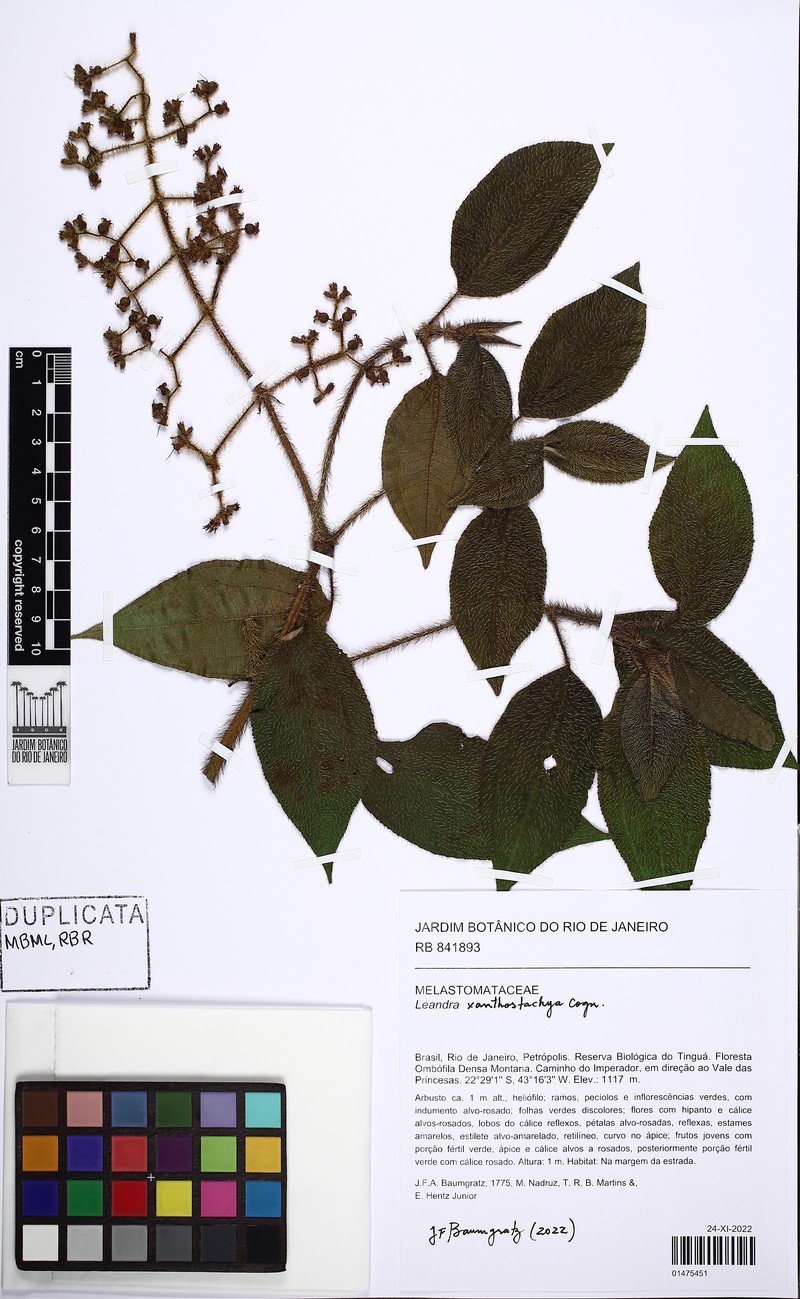 Miconia xanthostachya photo 8