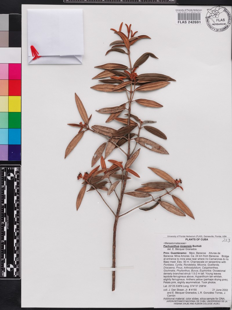 Miconia yamanigueyensis