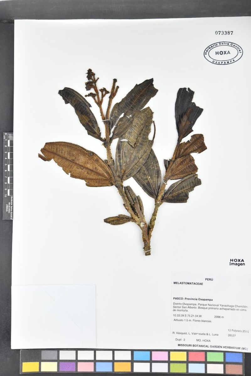 Miconia yanachagaensis