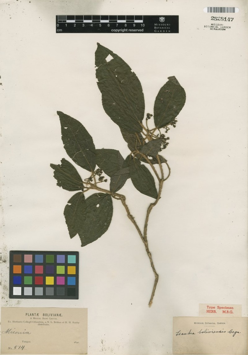 Miconia yungasensis