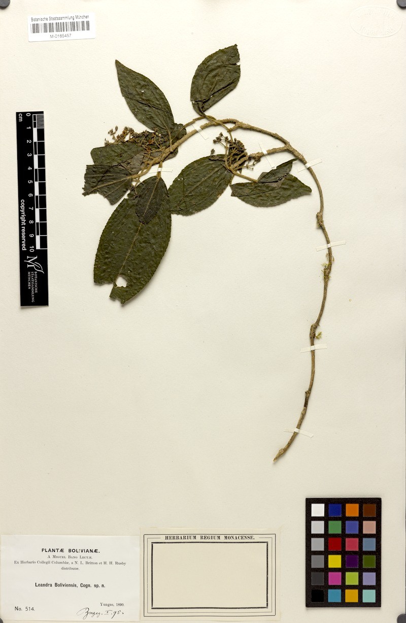 Miconia yungasensis photo 2