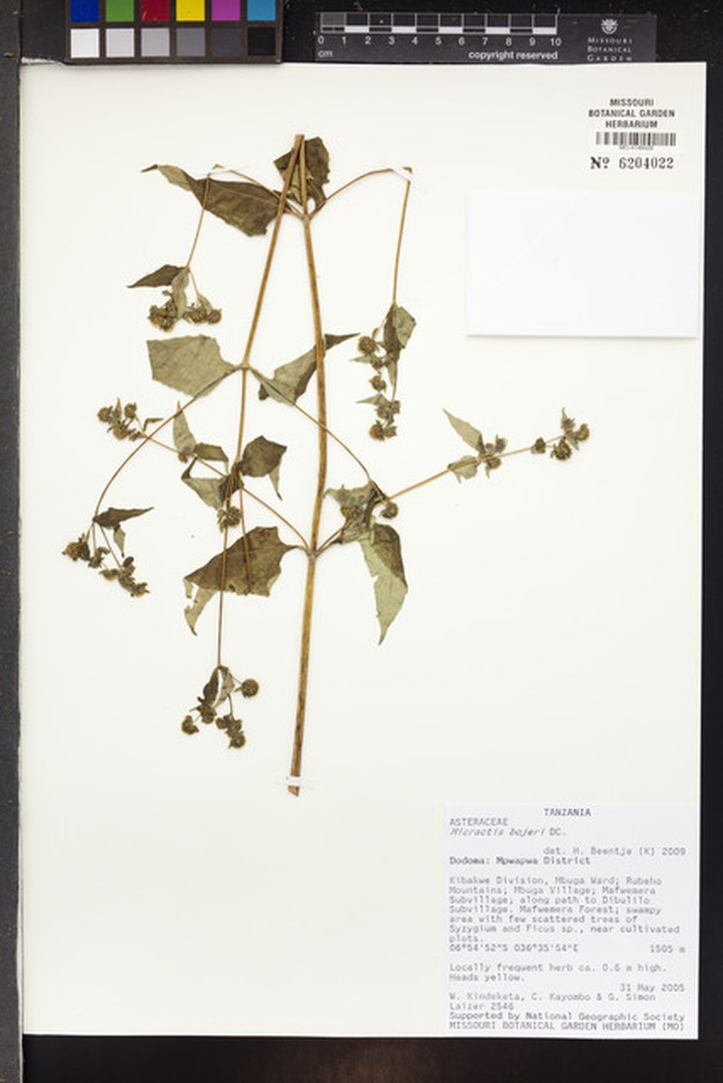 Micractis bojeri photo 3