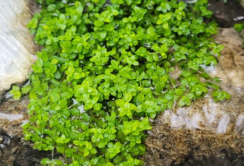 Manatee Mudflower photo 5