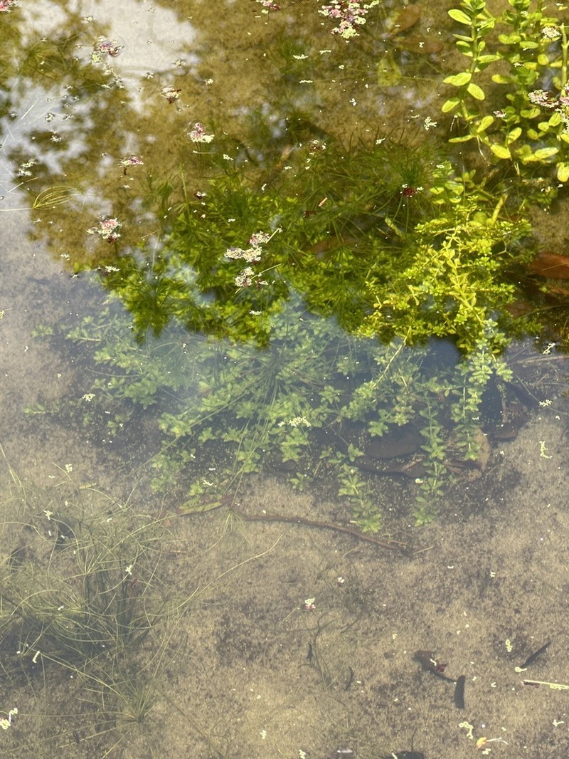 Manatee Mudflower photo 4