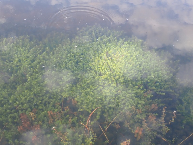Manatee Mudflower photo 5