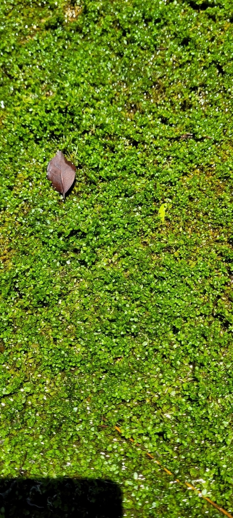 Manatee Mudflower photo 7